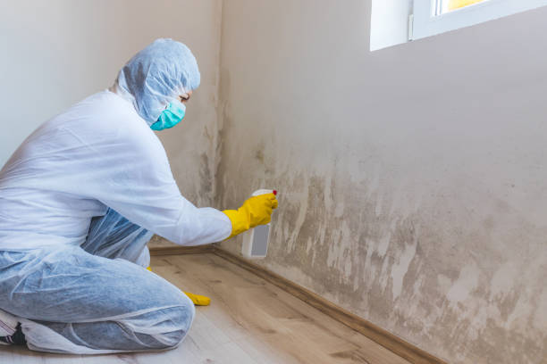 Licensed Black Mold Remediation service in Marshall, IL - Mold Remediation HQ