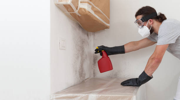 Professional Black Mold Remediation technician working in Marshall, IL