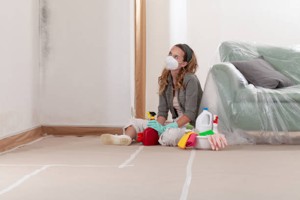 Reliable Black Mold Remediation contractor in Marshall, IL by Mold Remediation HQ