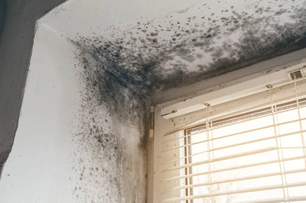 Affordable Black Mold Remediation solutions in Marshall, IL